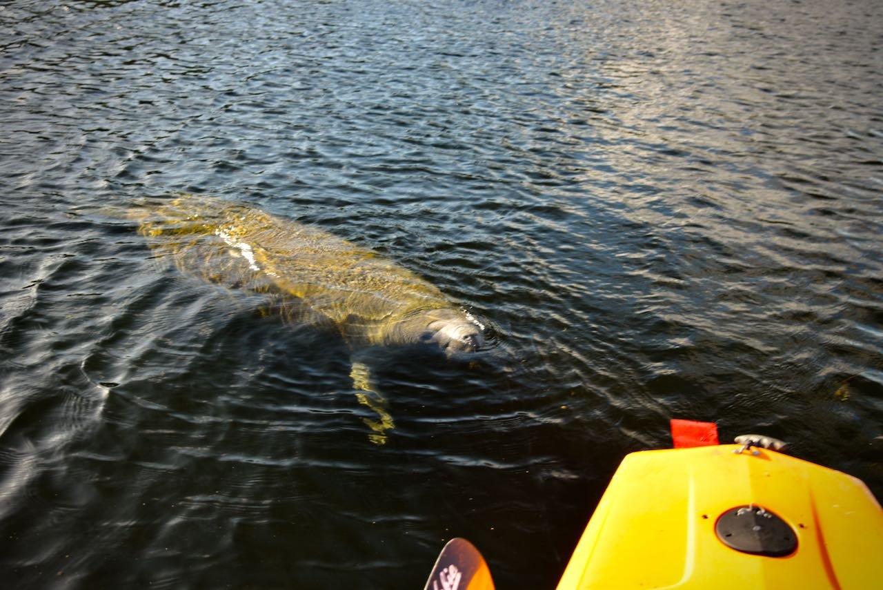 Manatee following kayak