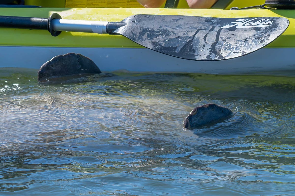 Manatee showing it's belly to kayakers in Canaveral National Seashore