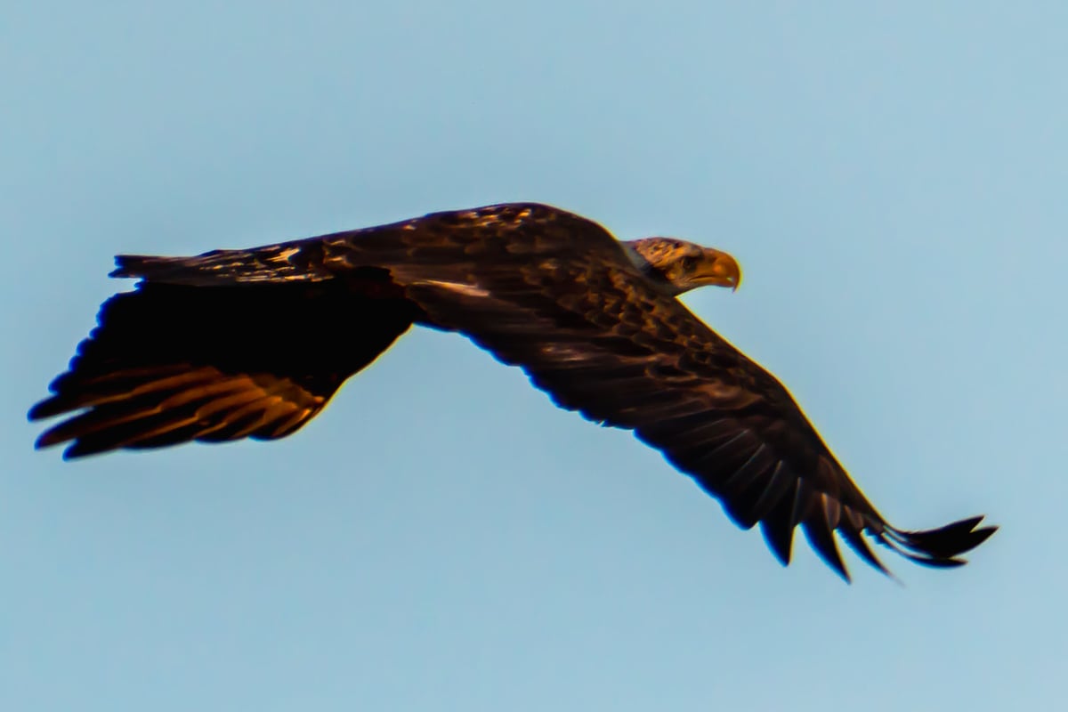 Bald Eagle in Canaveral National Seashore
