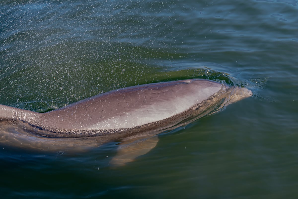 Bottlenose dolphin surfacing in clear water in the Indian River Lagoon