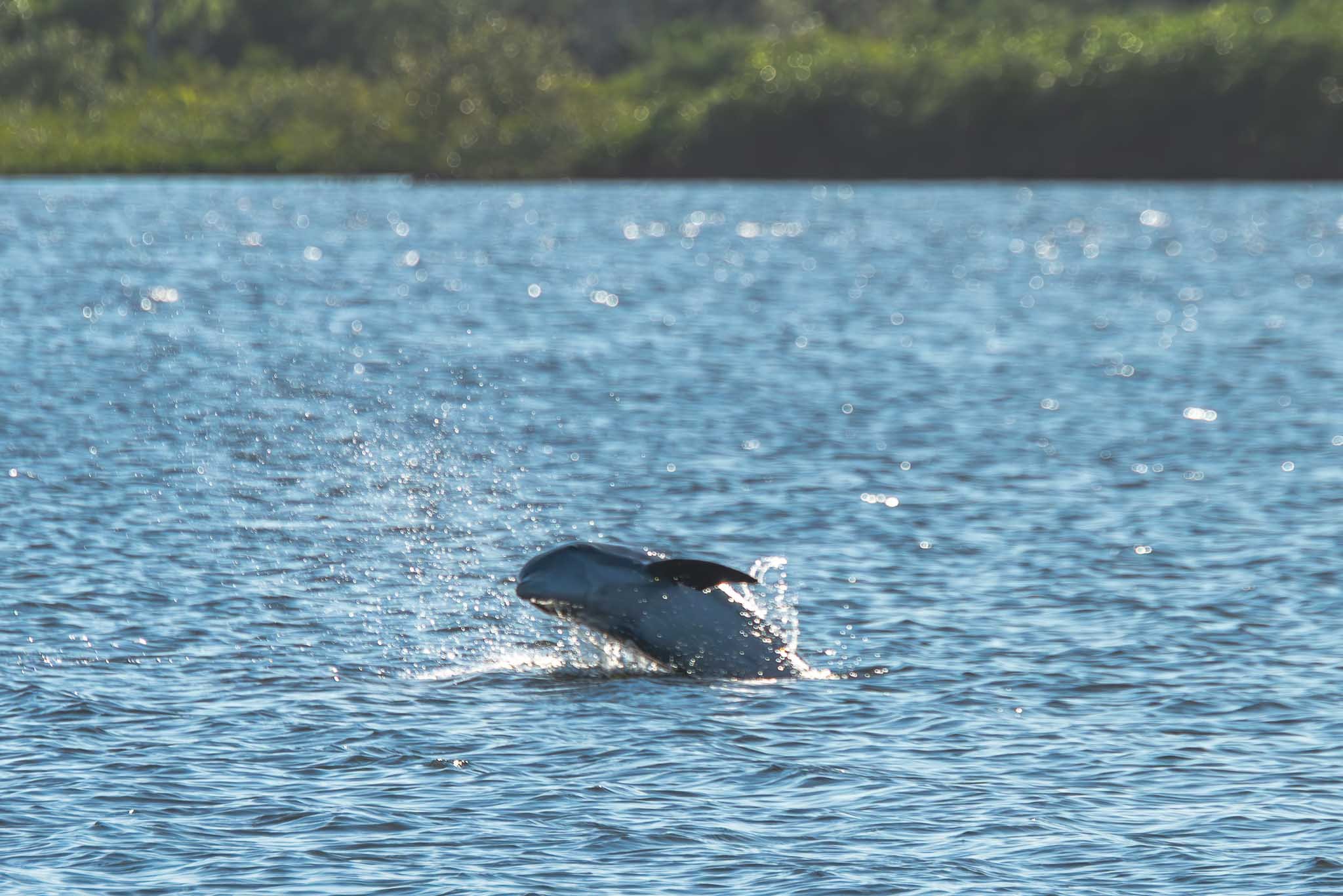 Bottlenose dolphin leaping from the water near Turtle Mound in New Smyrna Beach