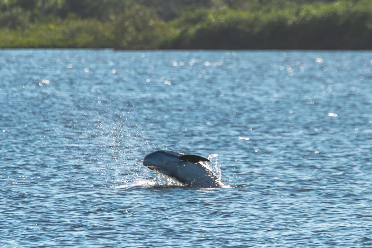 Bottlenose dolphin leaping from the water near Turtle Mound in New Smyrna Beach