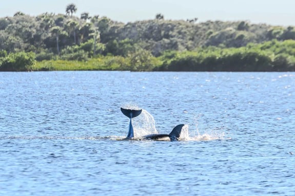 Bottlenose Dolphins leaping from the water and splashing in the blue waters of Canaveral National Seashore with mangroves & palms in the background