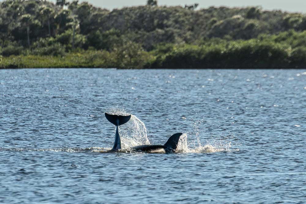 Bottlenose dolphins breaching in Canaveral National Seashore