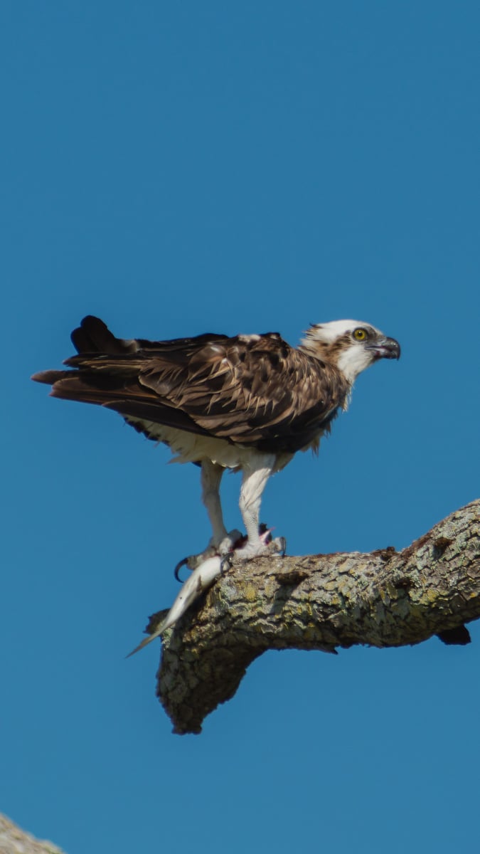 Osprey with fish perched on a branch in the Mosquito Lagoon near New Smyrna Beach