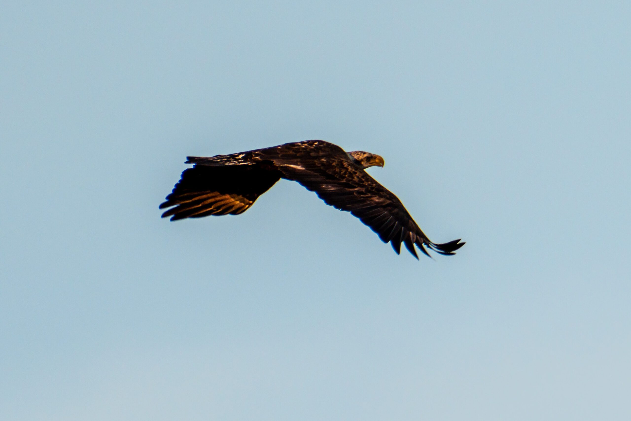 Bald eagle flying over Canaveral National Seashore during a guided kayaking tour. These birds of prey are some of the largest raptors we see in the National Park.