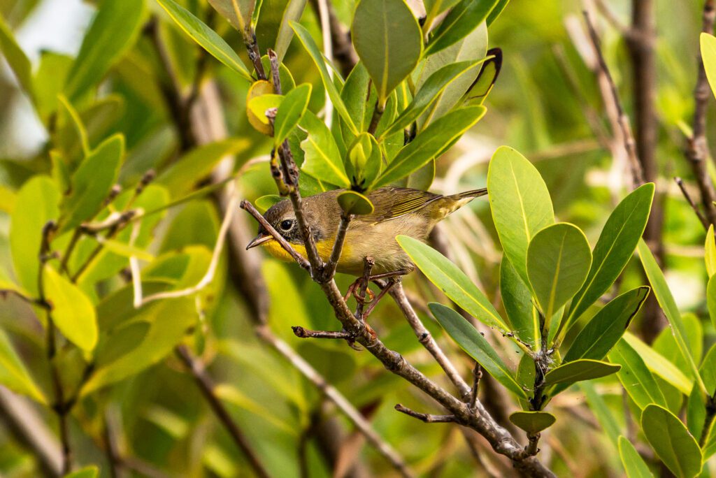 Common yellowthroat perched in a mangrove tree