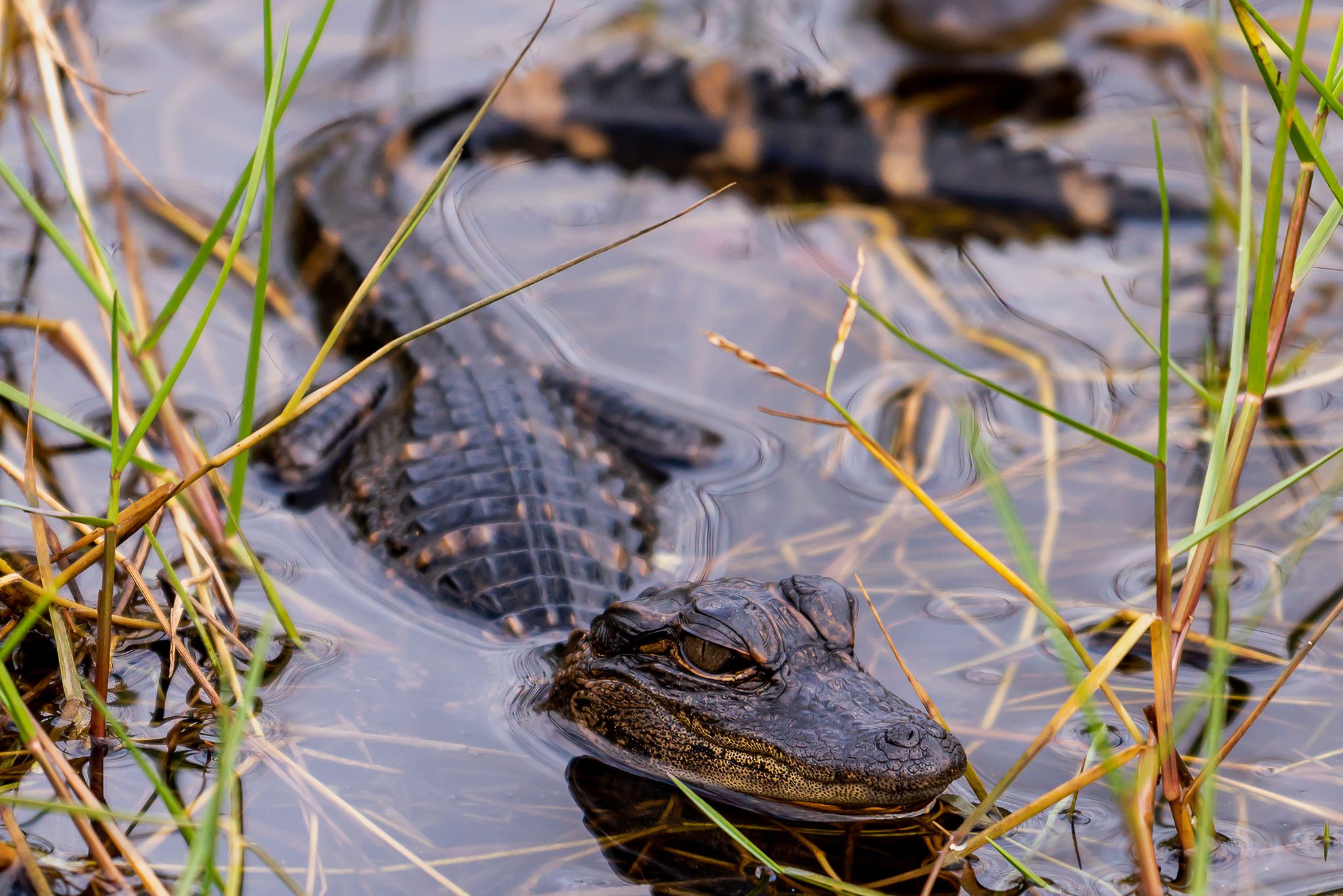 Young American alligator in Merritt Island National Wildlife Refuge, FL.