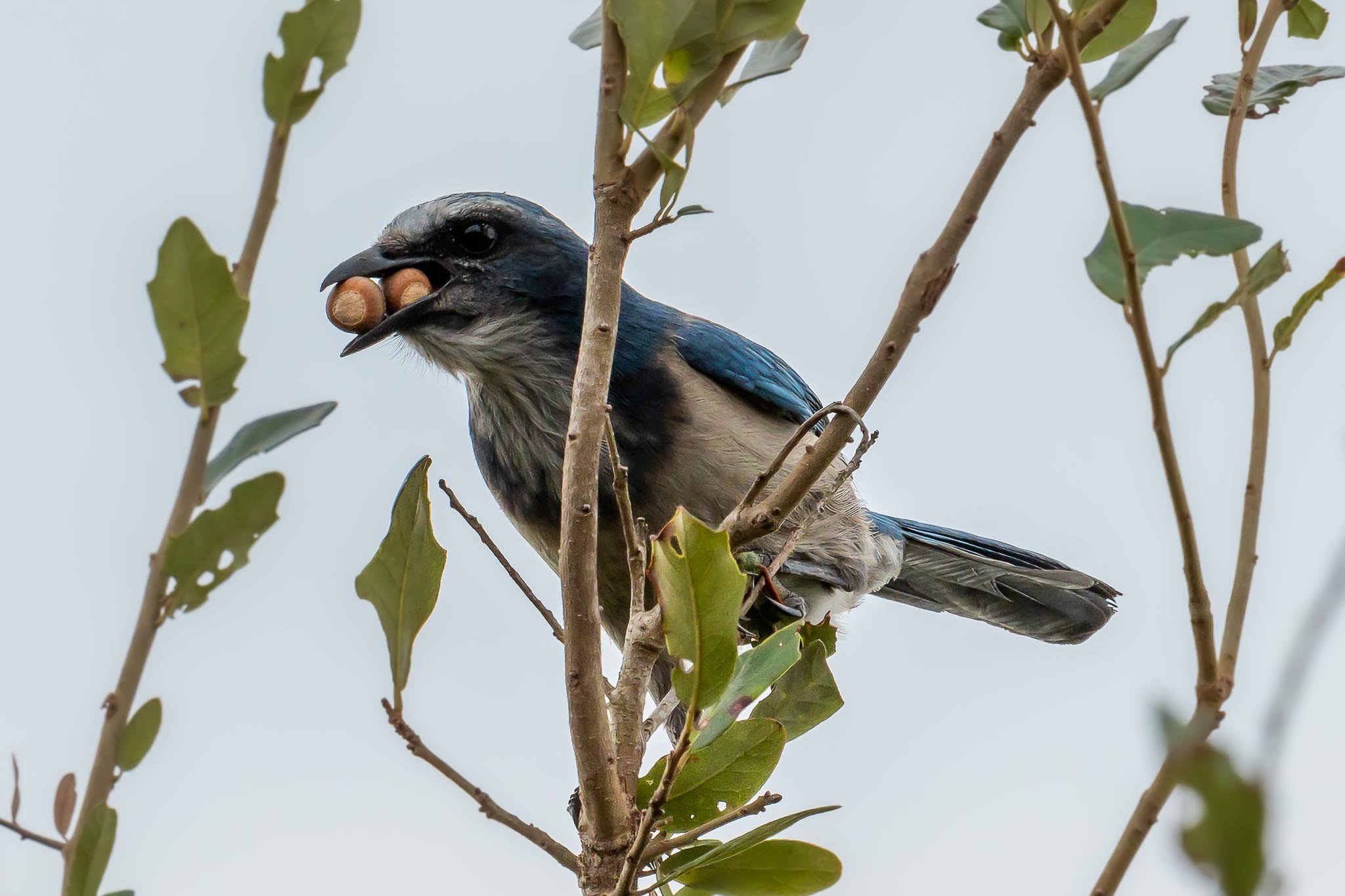 Florida scrub-jay perched in an oak tree with two acorns in its mouth.