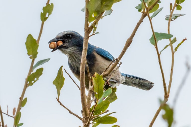 The Florida scrub-jay, a lively blue bird with white and blue feathers clutching two acorns in its beak, perched on a slender branch. The bird is the centerpiece of the image, with its striking blue and white plumage contrasting with the muted green of the foliage in the background. A small leaf is visible on the same branch as the bird, adding to the natural setting. The bird's sharp claws grip tightly onto the branch, accentuating its wild nature. The scene is framed by a blurred background of green foliage from an oak tree.