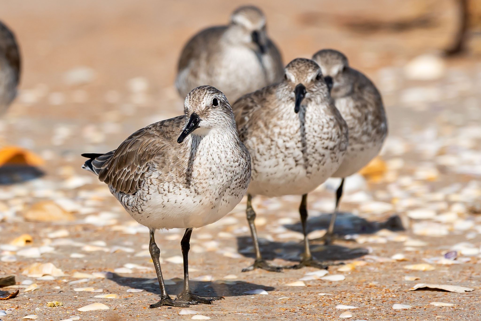 Shorebirds on the beach in Canaveral National Seashore