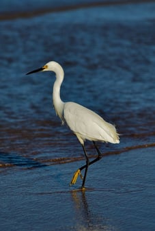 This snowy egret is one of the shorebirds Viking EcoTours guides love to photograph on the kayaking tours.