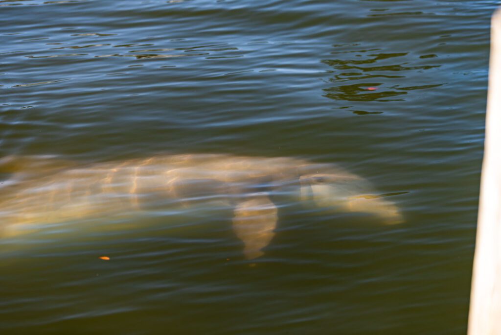 Bottlenose dolphin underwater in Canaveral National Seashore during a guided kayak tour. Bottlenose Dolphins are a favorite sighting for guides and guests with Viking EcoTours.