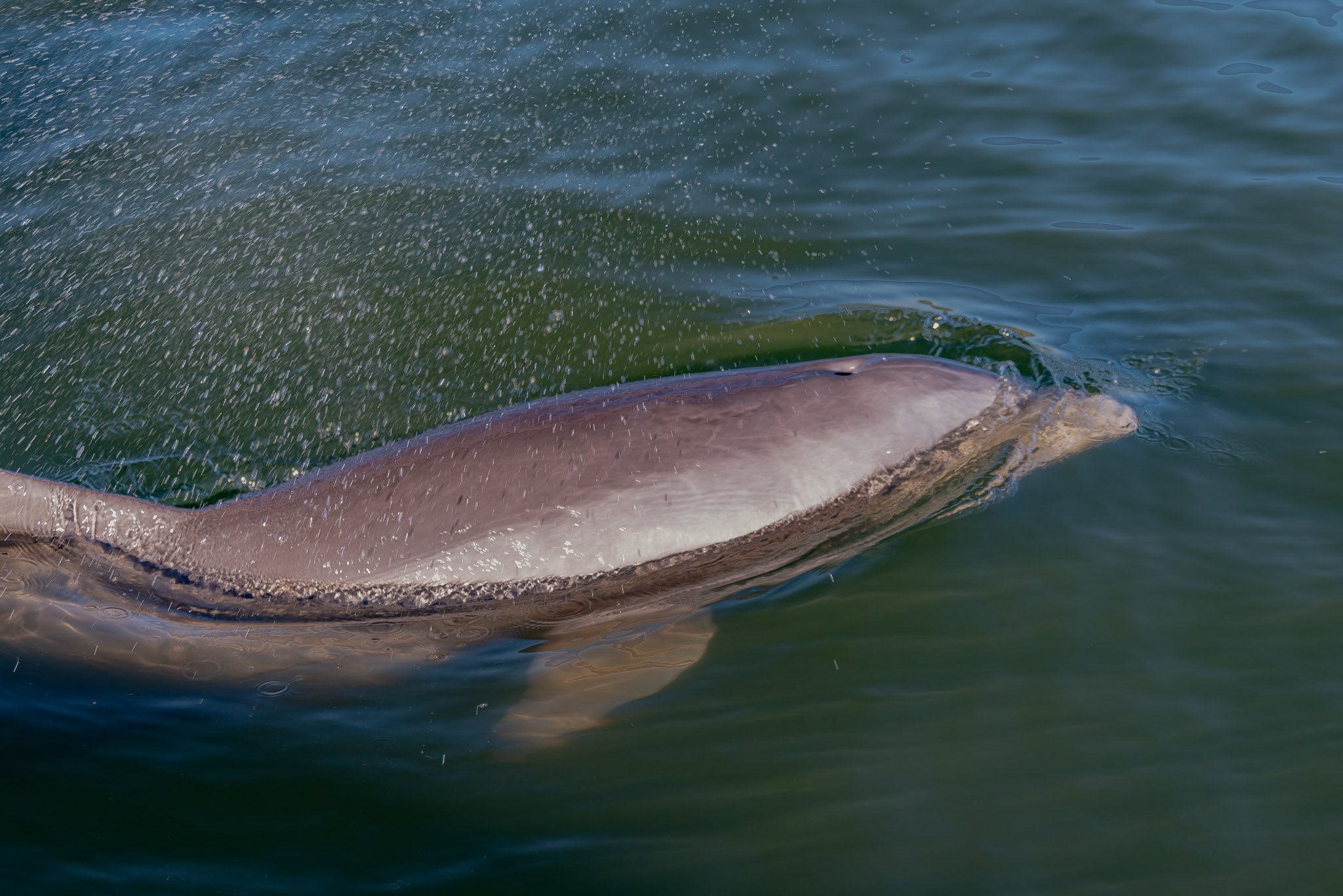 Bottlenose Dolphin surfacing to breath on a guided kayak tours in the Indian River Lagoon near the Apollo Beach Visitor Center & Turtle Mound in Canaveral National Seashore.