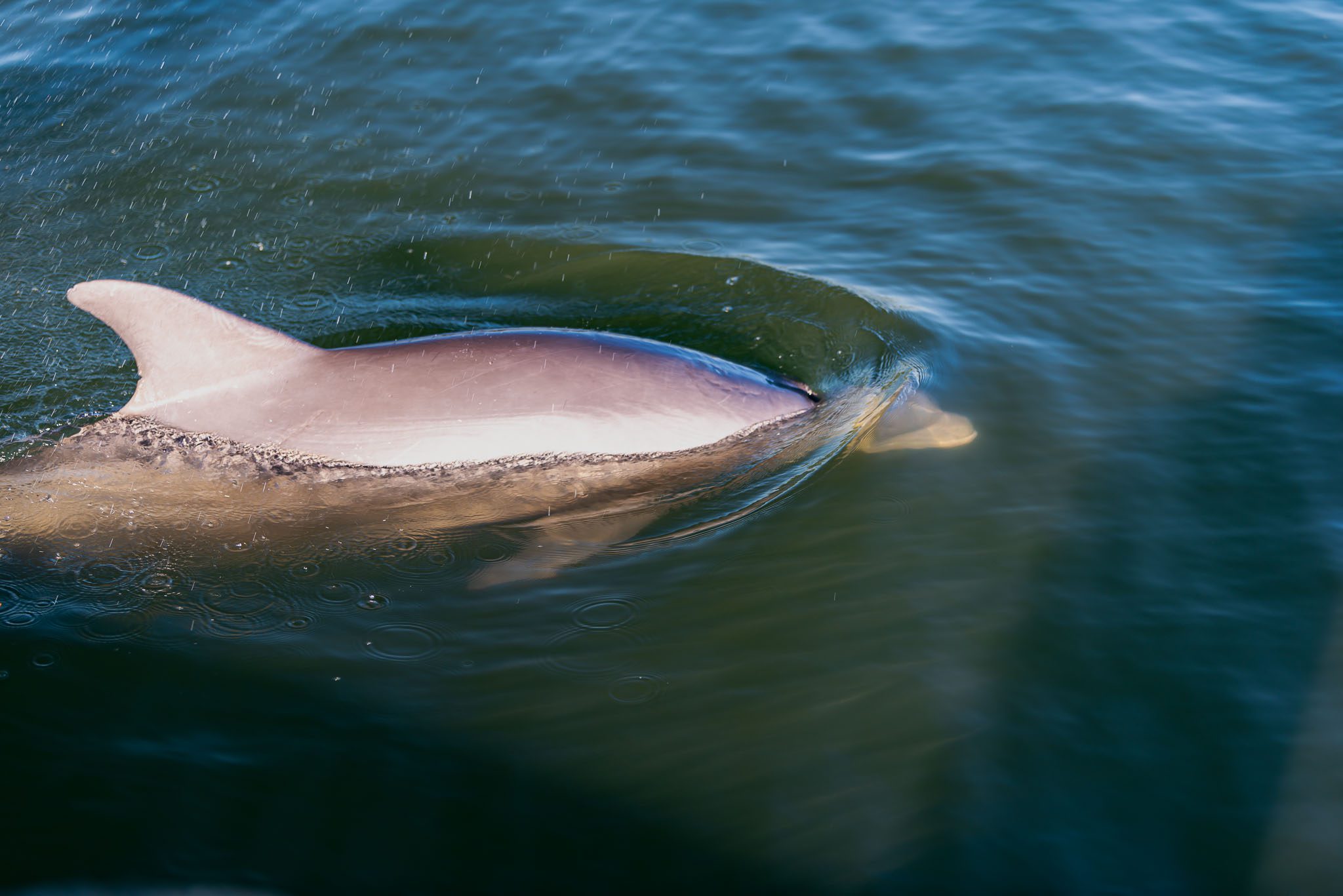 Bottlenose dolphin swimming in the clear waters of Canaveral National Seashore.