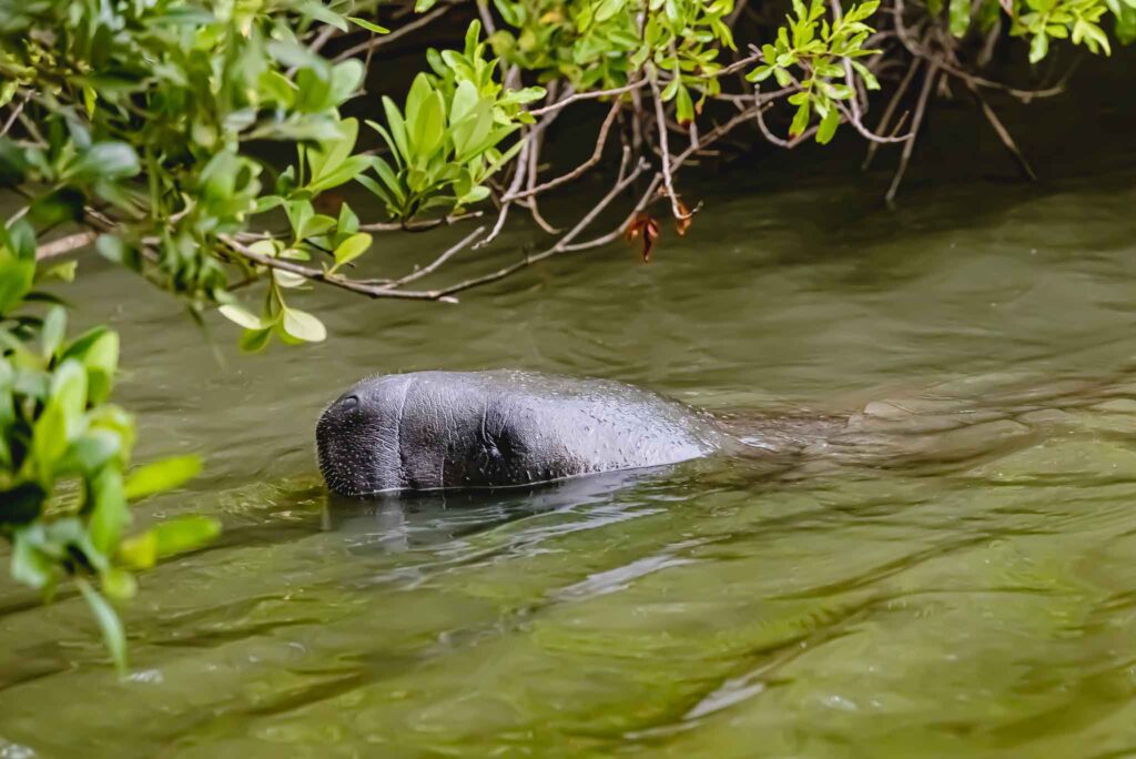 Manatee in Canaveral National Seashore along mangroves during guided kayak tour with Viking EcoTours.