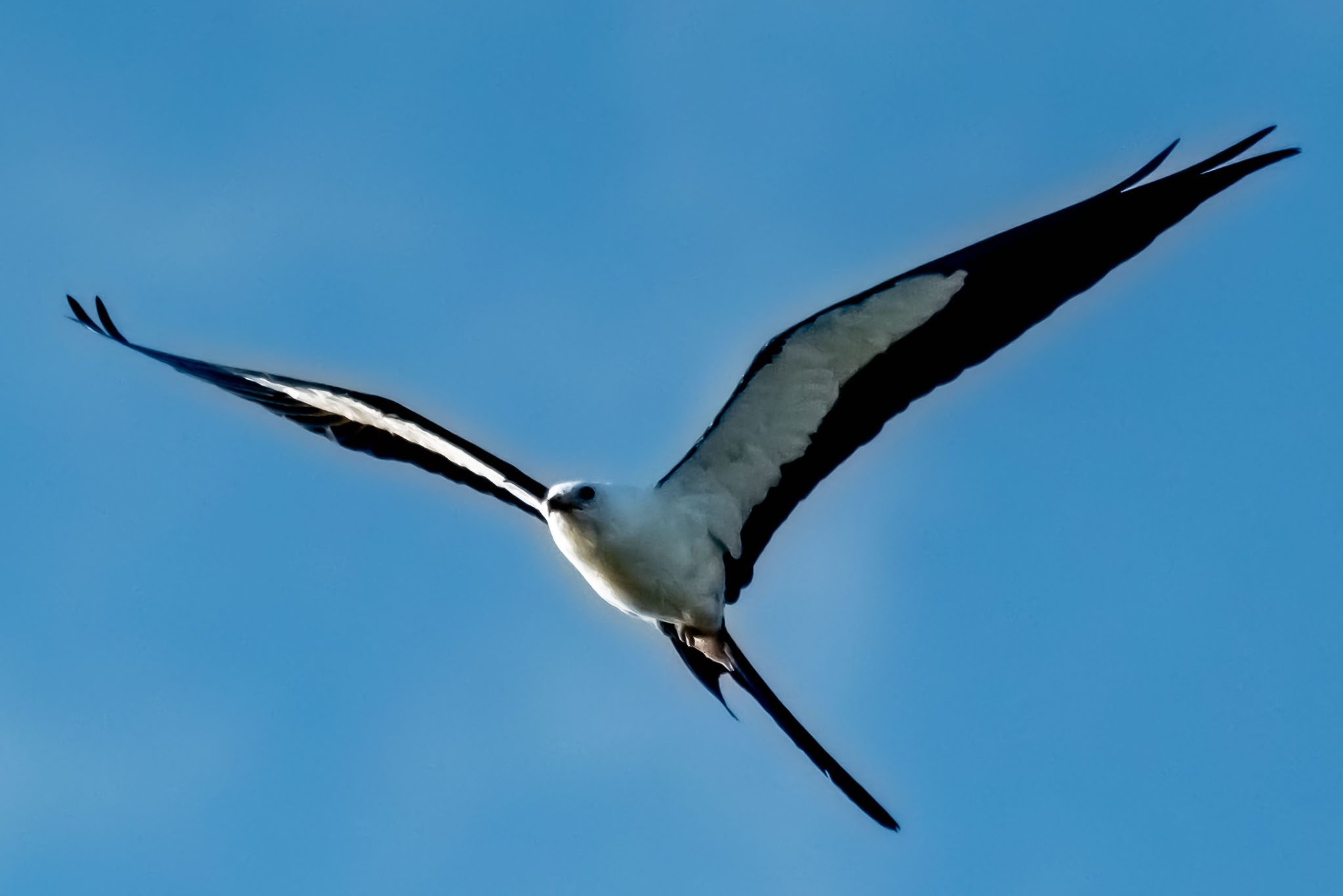 Swallow-tailed kite, a raptor, soaring over Canaveral National Seashore during a guided kayak tour.
