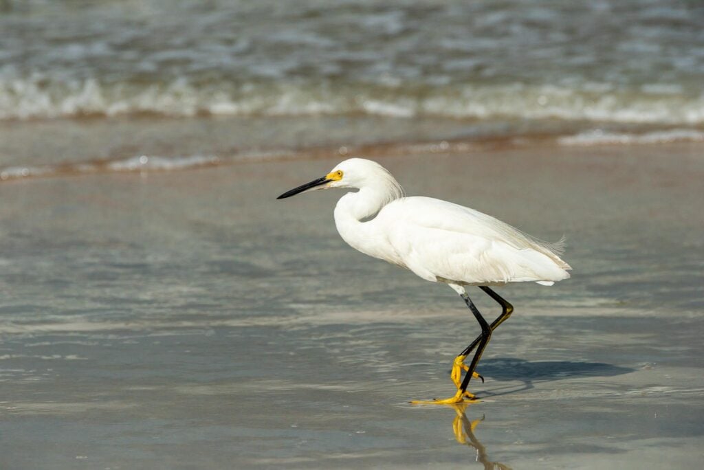 Snowy egret on the beach.