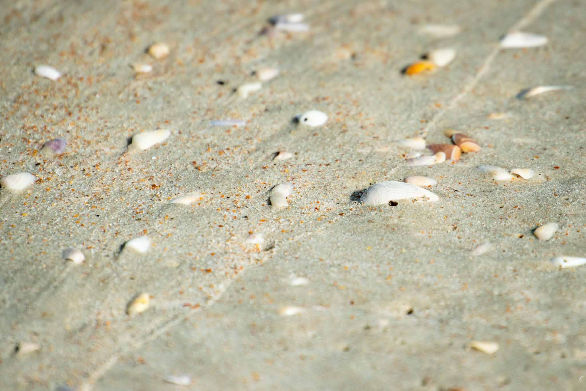 Seashells on white sand at the beach.