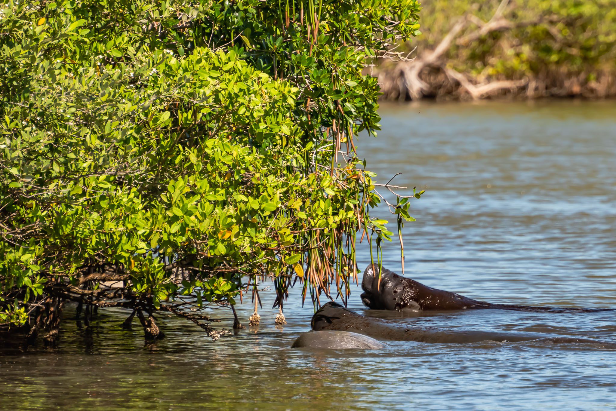 Manatees eating leaves and seeds from Red Mangroves in Canaveral National Seashore