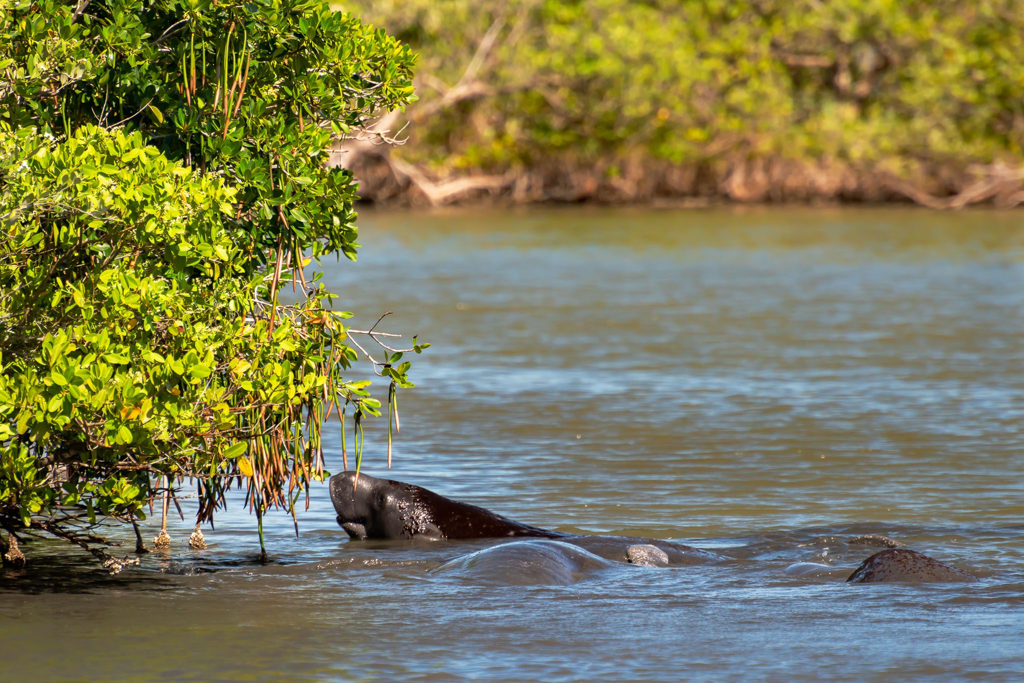 Manatees eating leaves from Red Mangroves in the Mosquito Lagoon side of Canaveral National Seashore