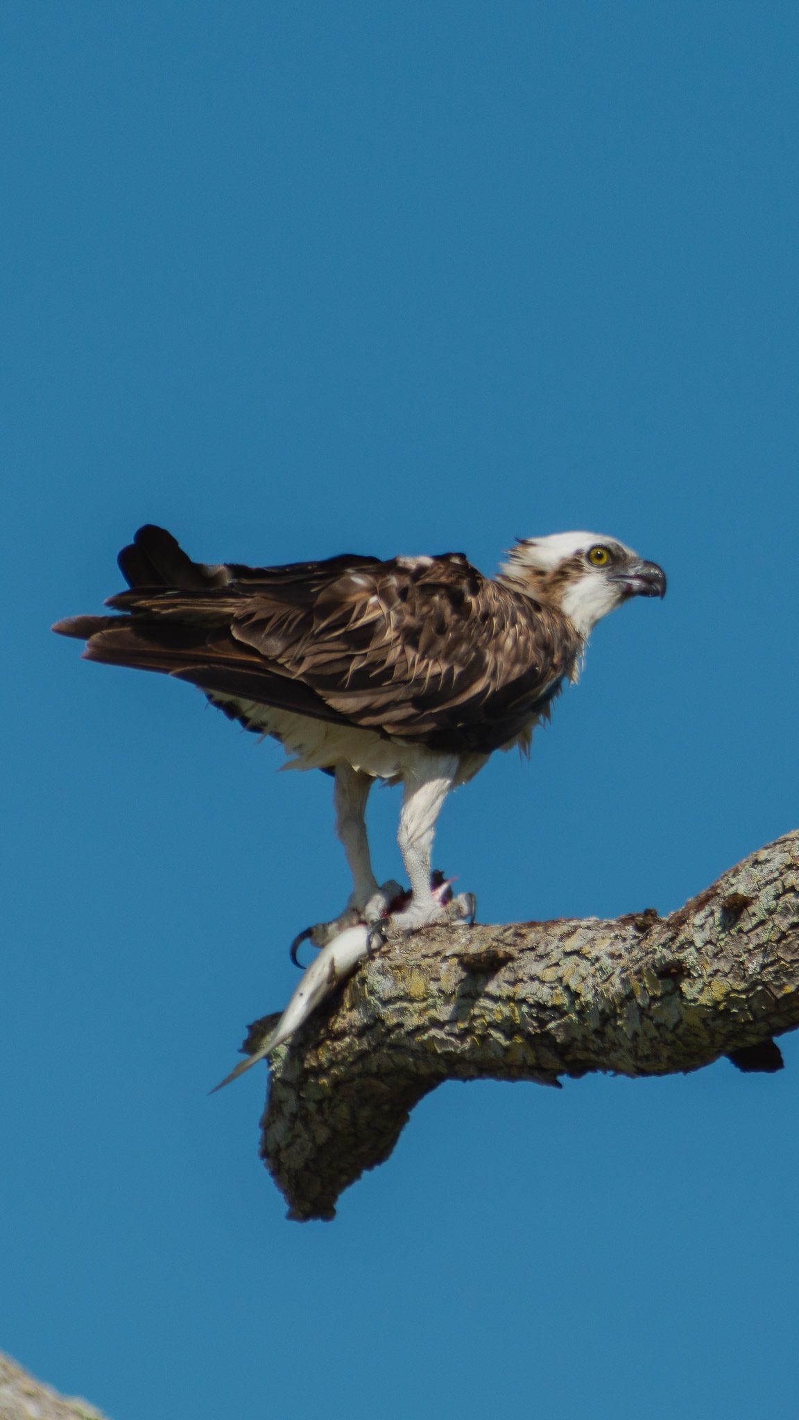 Osprey with Fish on a tree branch over a Boat ramp in Merritt Island National Wildlife Refuge near the Mosquito Lagoon
