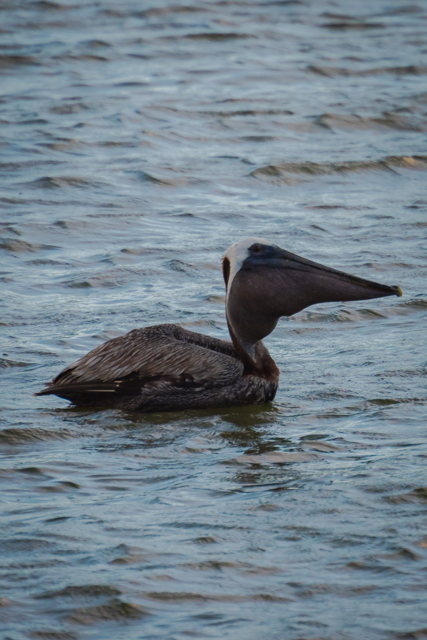 Brown pelican sitting on the water and swallowing a fish in Merritt Island National Wildlife Refuge