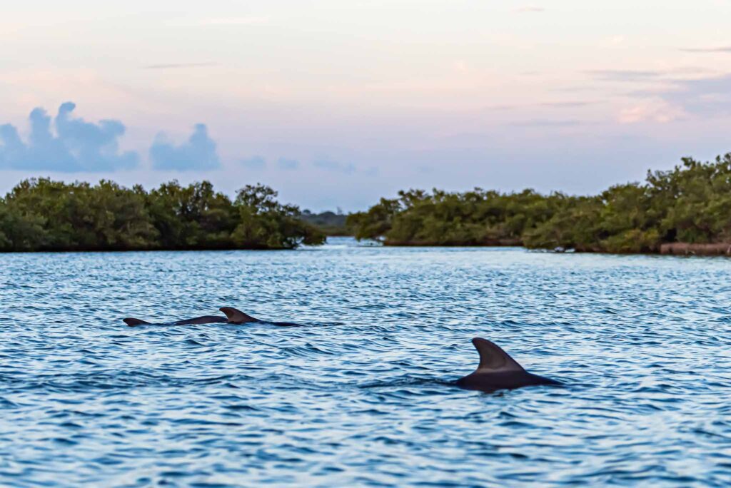 Three Dolphins on guided kayak tour at Sunset in Canaveral National Seashore with small kayaking group.