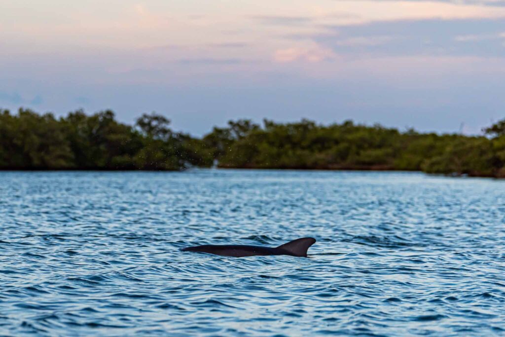 Dolphin Surfacing At Sunset near mangroves during guided kayak tour in Canaveral National Seashore
