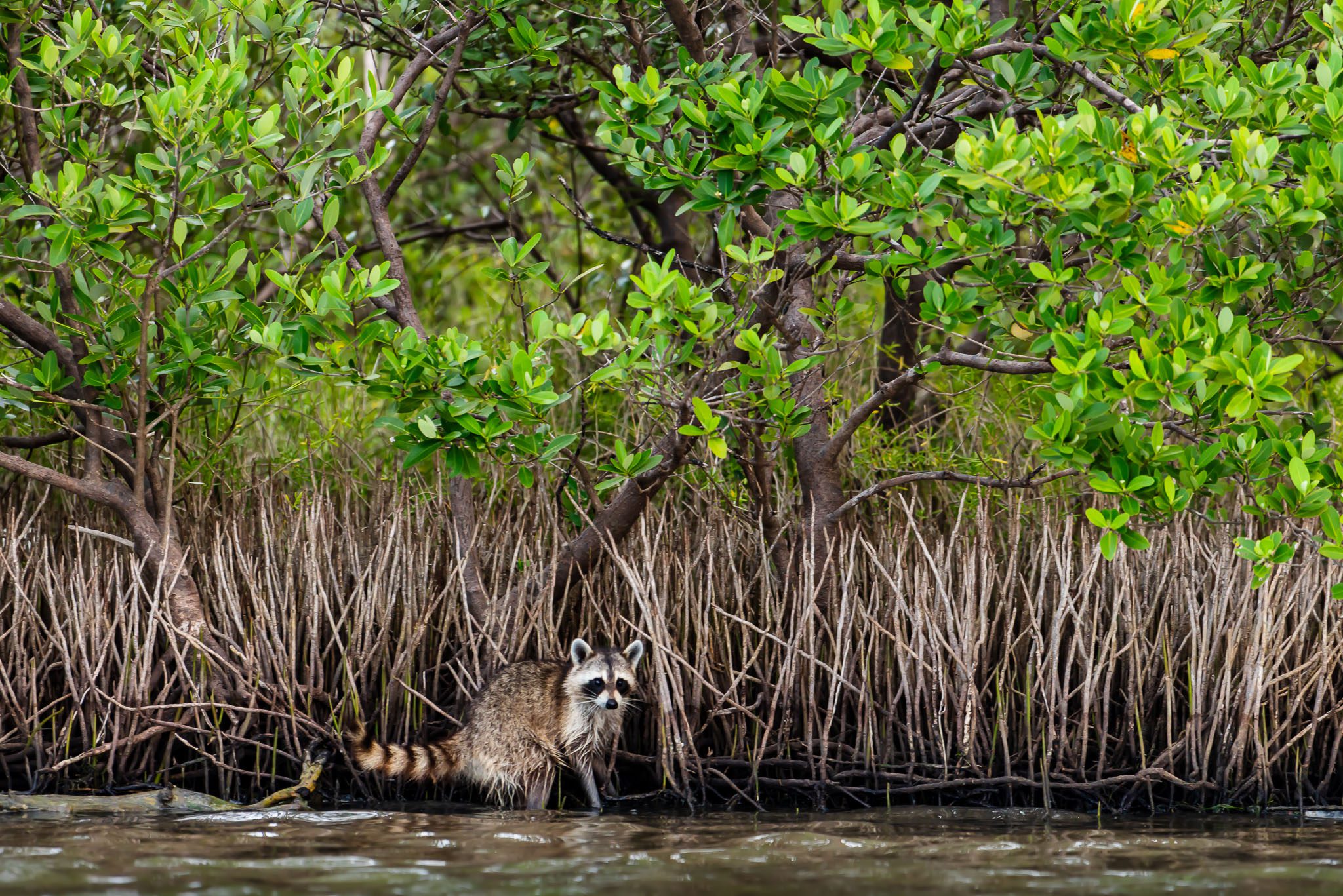 Raccoon in front of Black Mangroves in Canaveral National Seashore.