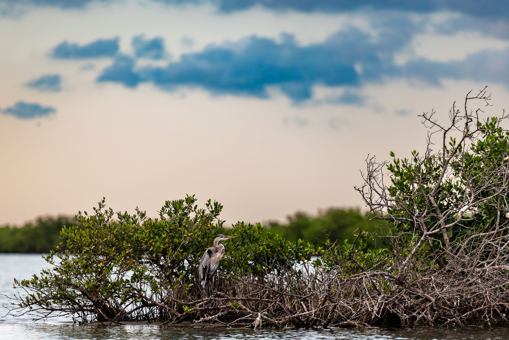 Great blue heron standing on black mangroves at sunset in Canaveral National Seashore.