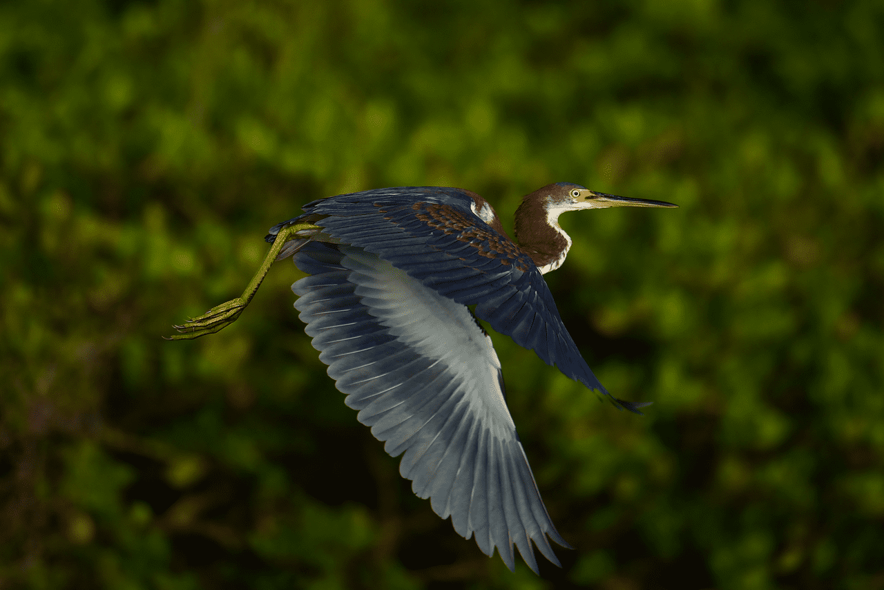 Tricolored heron flying low near mangroves in Canaveral National Seashore. Viking EcoTours guides usually photograph these shorebirds on the shoreline or perched near mangroves.