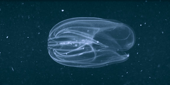 comb-jelly-1536x771
