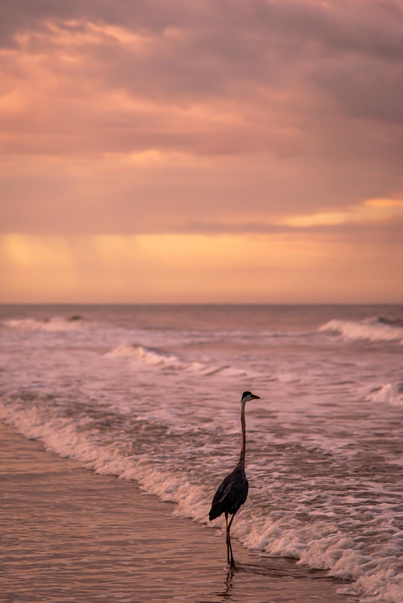 Great blue heron wading in the beach surf at sunset.