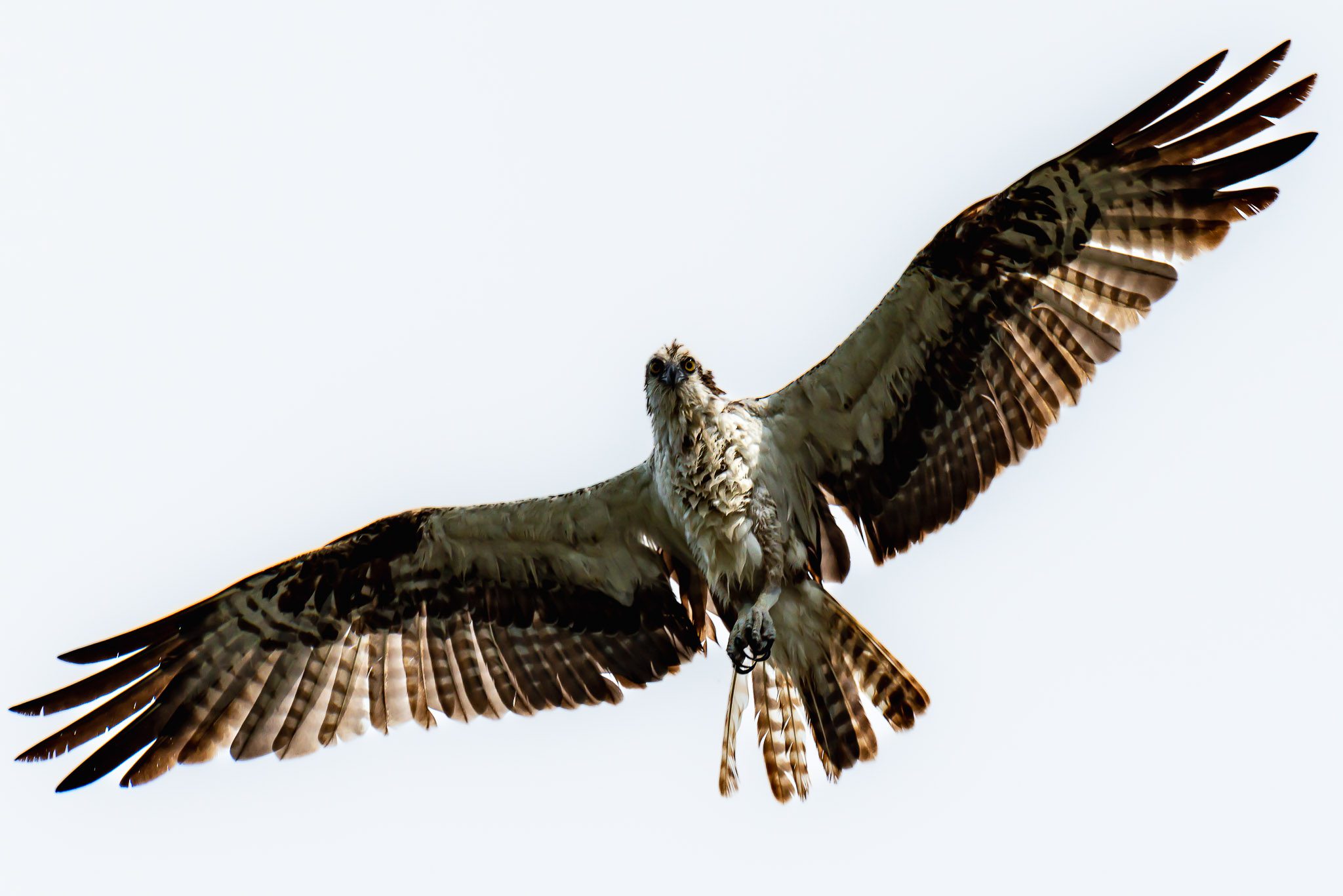 Osprey soaring over Canaveral National Seashore. These raptors, also known as birds of prey, have sharp barbed talons, curved beaks, and large powerful wings.