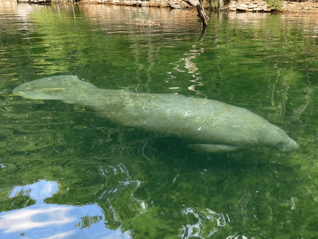 Florida manatee swimming under the surface of clear water.