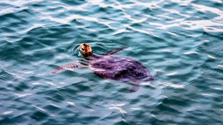 Sea Turtle surfacing during guided kayak tour in Canaveral National Seashore with Viking EcoTours.