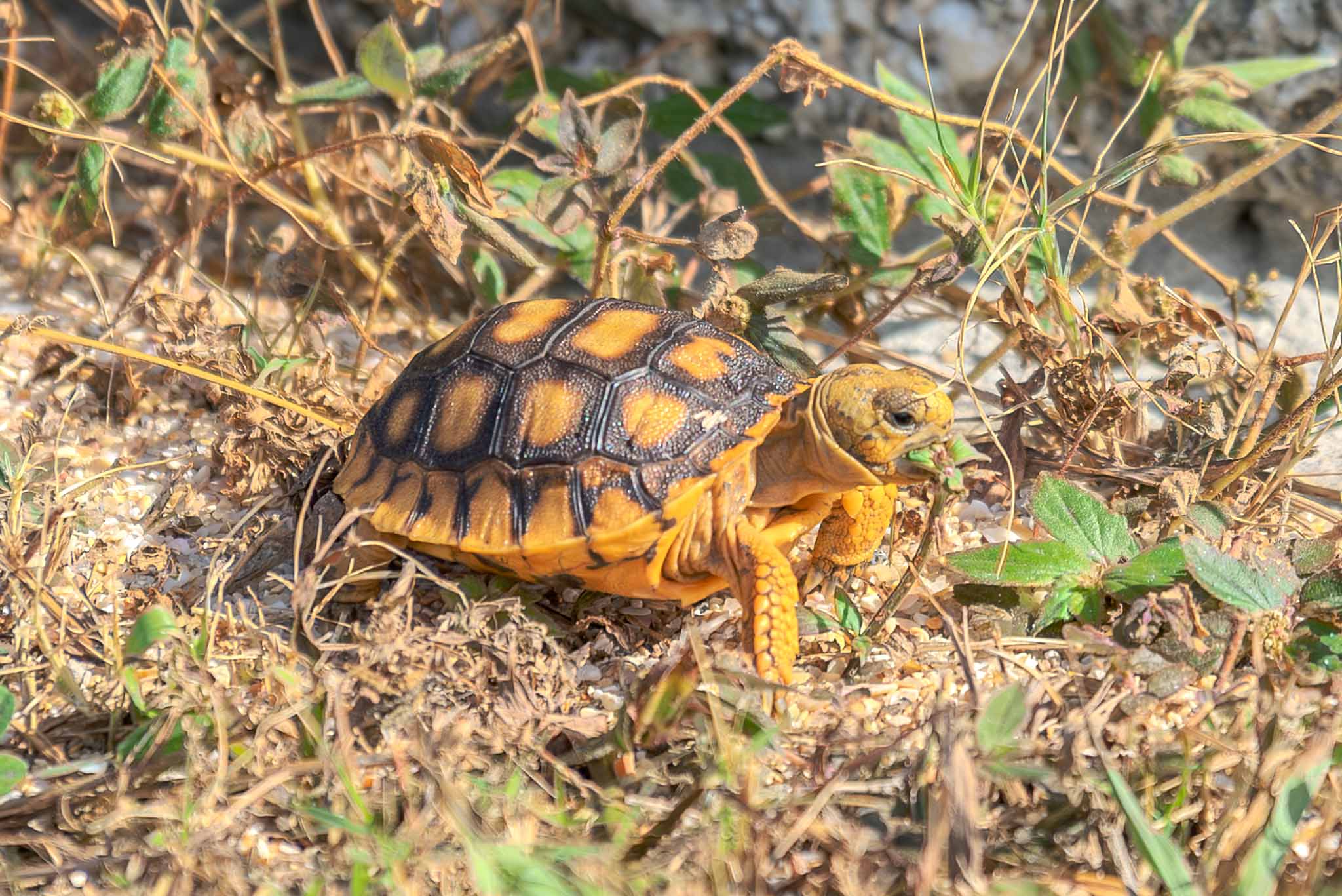 10 Fascinating Facts About Gopher Tortoises | Viking EcoTours