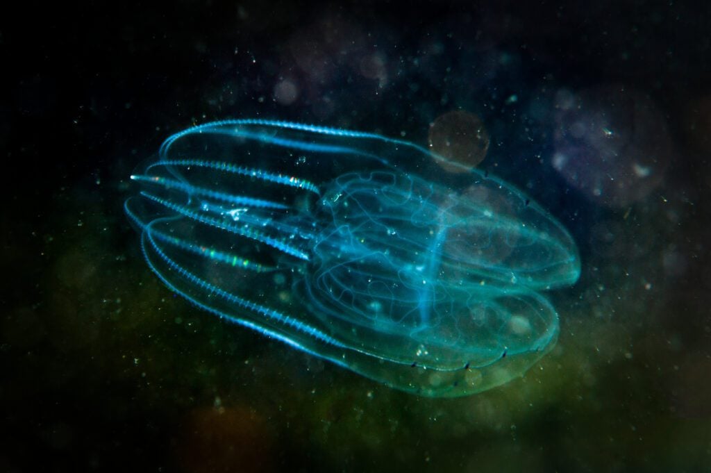 Comb Jellyfish in the dark