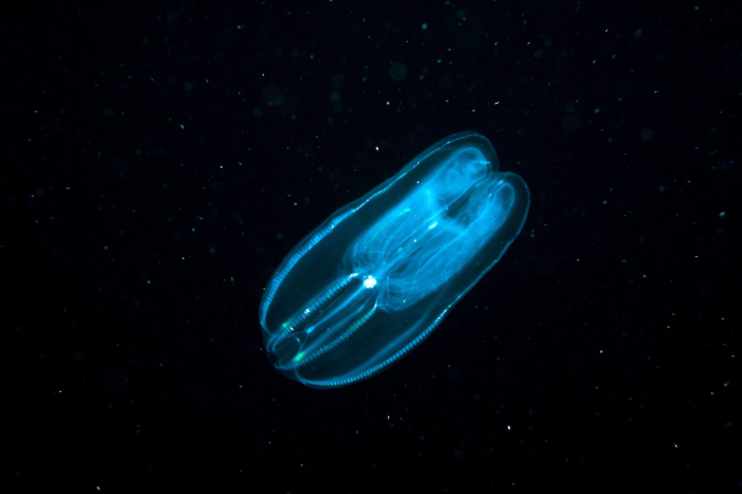 Comb Jellies showing bioluminescence