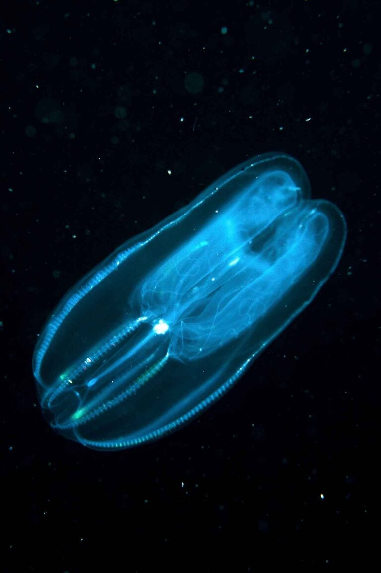 Comb jellyfish in the deep