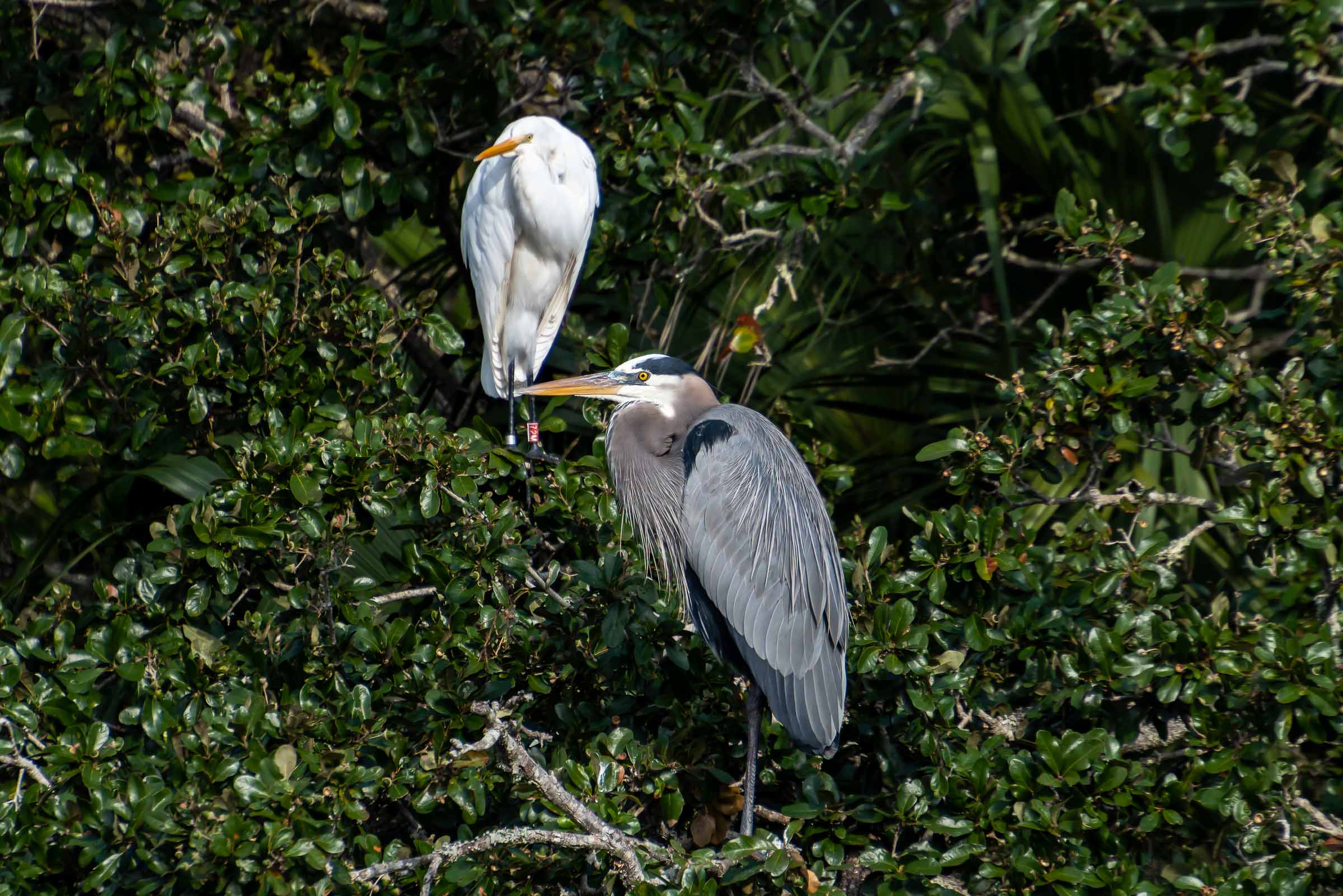 Great blue heron perched in tree on Florida birding and kayak tour. Viking EcoTours typically sees these shorebirds along the shoreline near maritime hammocks and mangrove islands during kayaking tours.