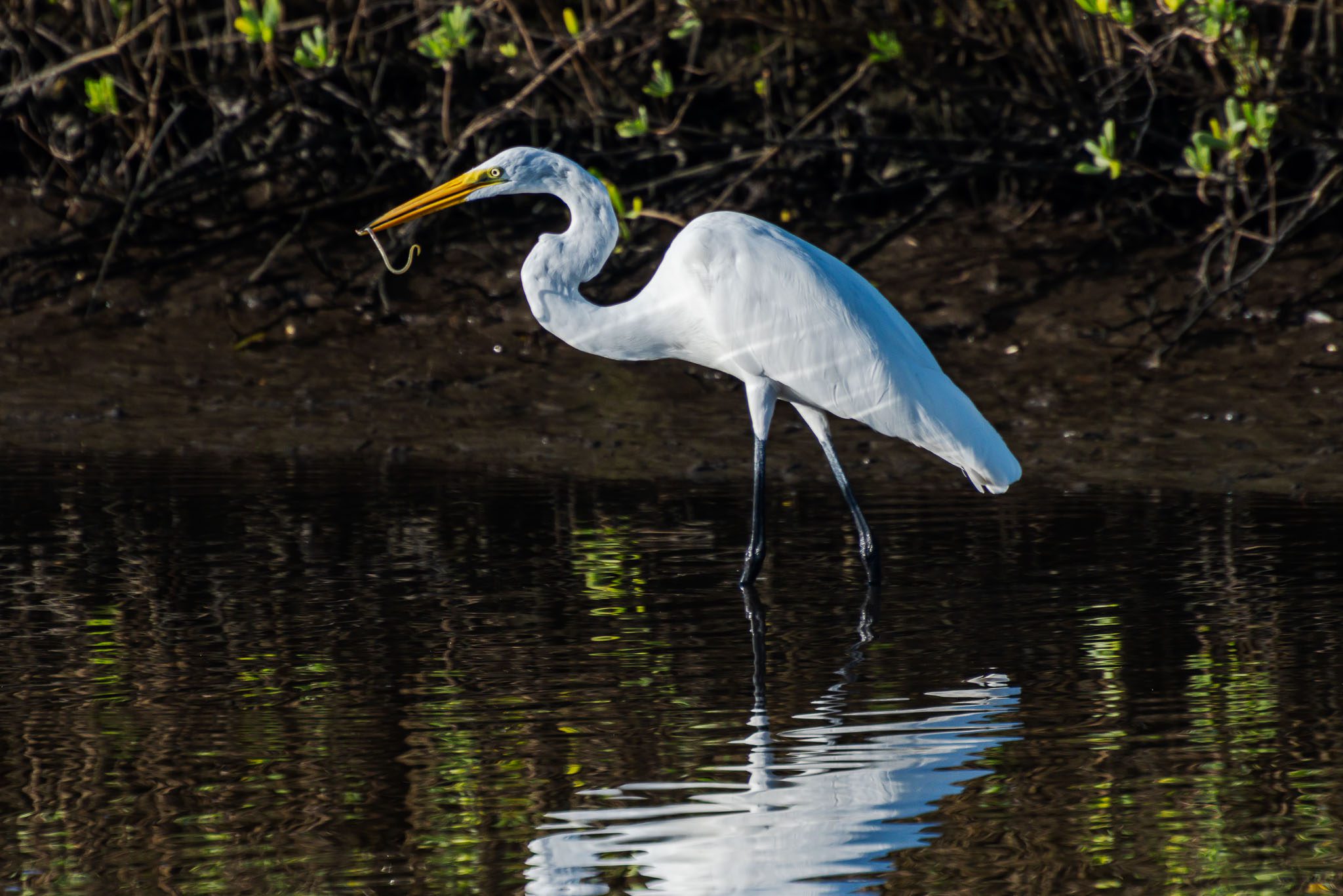 Great egret catching an eel to eat. These shorebirds are usually spotted during Viking EcoTours morning kayak tours in Canaveral National Seashore.