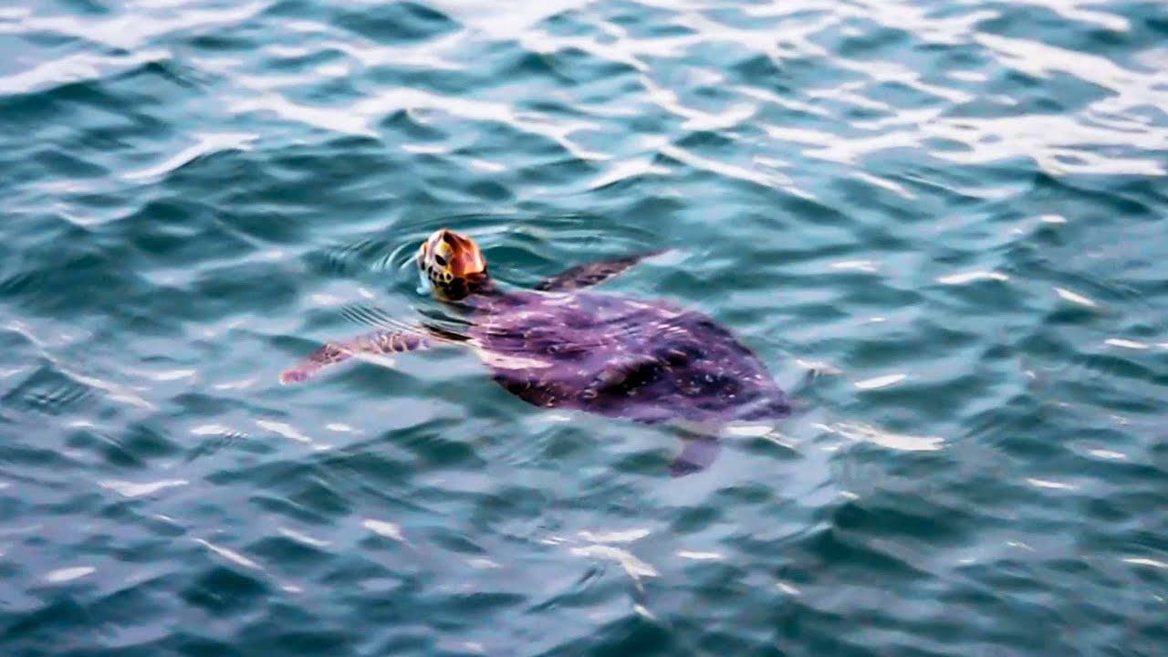 Young green sea turtle surfacing to breathe. 